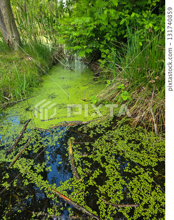 Enchanted Forest Swamp Mystical Wilderness Landscape 131740859