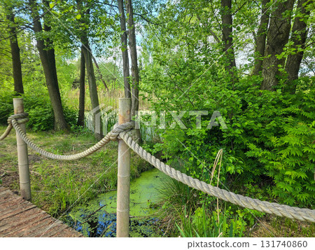 Enchanted Forest Swamp Mystical Wilderness Landscape 131740860