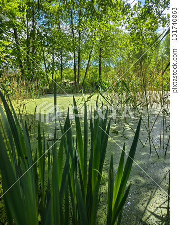Enchanted Forest Swamp Mystical Wilderness Landscape Enchanted Forest Swamp Mystical Wilderness Landscape 131740863