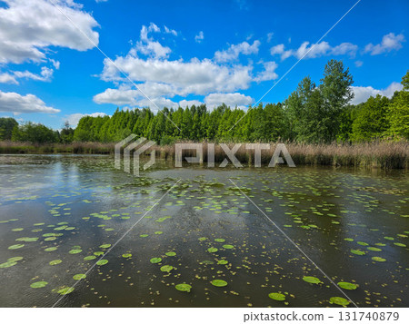 Sunlit Lake with Water Lilies Peaceful Nature Harmony Sunlit Lake with Water Lilies Peaceful Nature Harmony 131740879