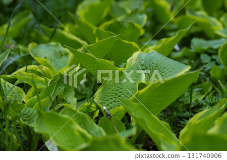 Garden Hosta Plant Lush Foliage and Natural Elegance Garden Hosta Plant Lush Foliage and Natural Elegance 131740906