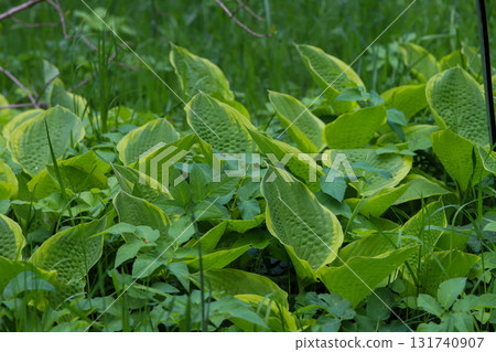Garden Hosta Plant Lush Foliage and Natural Elegance Garden Hosta Plant Lush Foliage and Natural Elegance 131740907