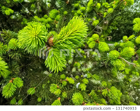 Fresh Conifer Sprouts and Blooming Spring Renewal in the Forest 131740933
