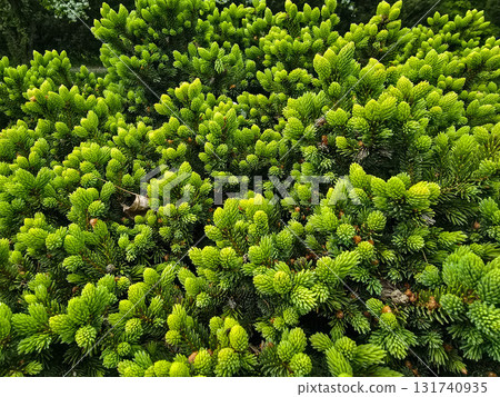 Fresh Conifer Sprouts and Blooming Spring Renewal in the Forest 131740935