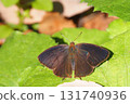 Purple swallow (male) 131740936