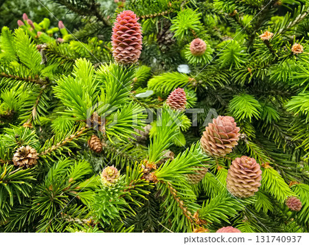 Fresh Conifer Sprouts and Blooming Spring Renewal in the Forest Fresh Conifer Sprouts and Blooming Spring Renewal in the Forest 131740937