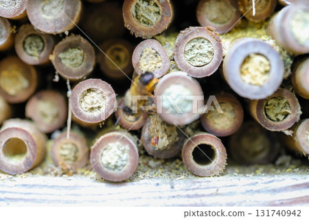 Insect Hotel in Nature Eco Friendly Habitat for Bees and Bugs 131740942