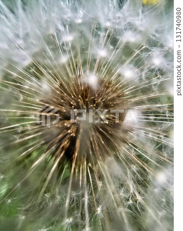 Macro Shot of a Dandelion Gone to Seed Nature s Delicate Beauty 131740980