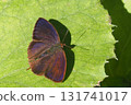 Purple swallow (male) 131741017