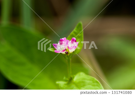 信濃川的溝蕎麥麵和安良木堤防 131741080