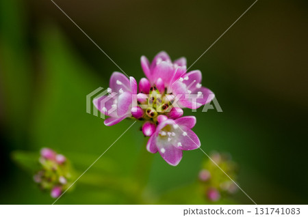 信濃川的溝蕎麥麵和安良木堤防 信濃川的溝蕎麥麵和安良木堤防 131741083
