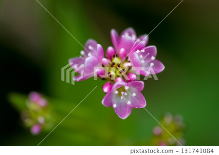 Mizo soba on the Shinano river and Yasuragi embankment 131741084