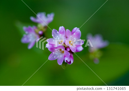 Mizo soba on the Shinano river and Yasuragi embankment Mizo soba on the Shinano river and Yasuragi embankment 131741085