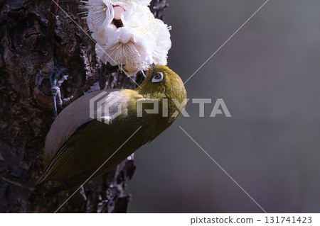 Meiro stopping in a plum tree 131741423