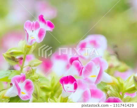 Cute pink melon flower Cute pink melon flower 131741429