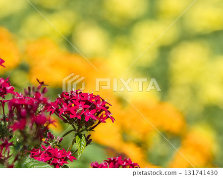 Colorful flower fields Colorful flower fields 131741430
