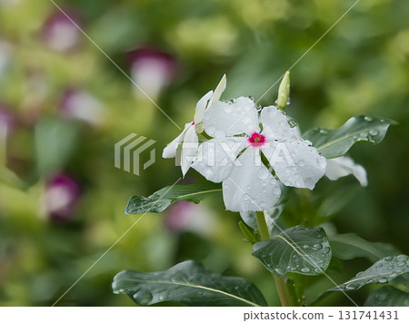 白色萱草花 白色萱草花 131741431