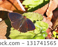 Purple swallow (male) 131741565