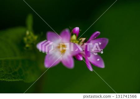 Mizo soba on the Shinano river and Yasuragi embankment Mizo soba on the Shinano river and Yasuragi embankment 131741566