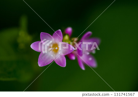 信濃川的溝蕎麥麵和安良木堤防 131741567