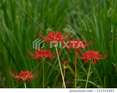 開花在秋天領域的簇孤挺花 開花在秋天領域的簇孤挺花 131741893
