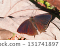Purple swallow (male) 131741897