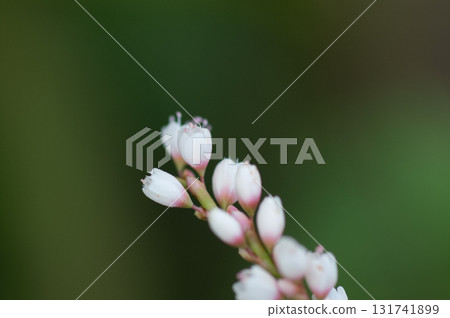 Shirobana Sakura Tade on the Yasuragi Embankment of the Shinano River 131741899