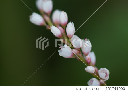 信濃川安良木堤上的白花櫻花館 131741900