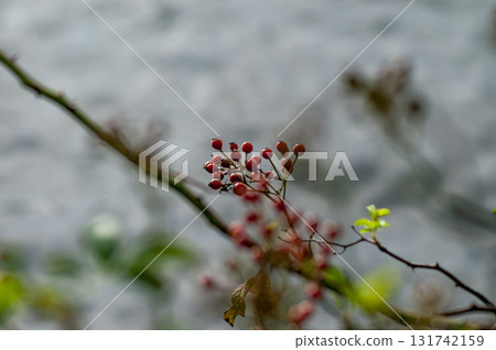 Wild rose fruit on the Shinano River and Yasuragi embankment Wild rose fruit on the Shinano River and Yasuragi embankment 131742159