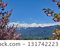 Snow-capped mountains and cherry blossoms in the Northern Alps Snow-capped mountains and cherry blossoms in the Northern Alps 131742223