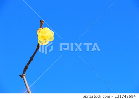 一朵臘梅花盛開 131742694