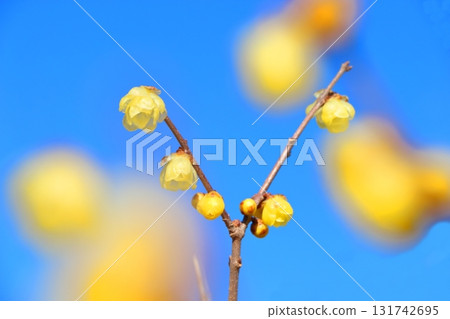 開花在藍天的皇族的花 開花在藍天的皇族的花 131742695