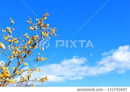 A flower of a royalty-blooming in blue sky A flower of a royalty-blooming in blue sky 131742697