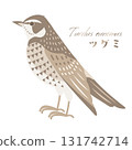 平靜色調的畫眉鳥插畫素材（野鳥/冬鳥） 131742714