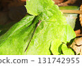 Winter slender-winged damselfly (female) sunbathing 131742955