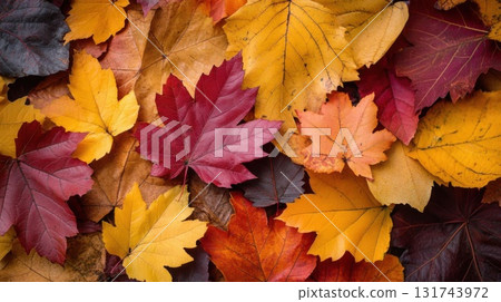 Colorful autumn leaves on the ground. Concept of fall season and nature. 131743972