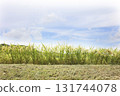 Rural scenery: rice cultivation 131744078