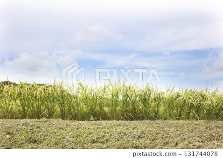Rural scenery: rice cultivation Rural scenery: rice cultivation 131744078