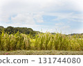Rural scenery: rice cultivation 131744080