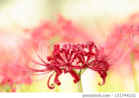 Colorful spider lilies bring a hint of autumn 131744132