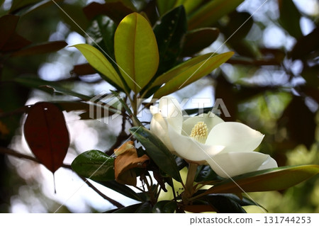 Taisambok flowers Taisambok flowers 131744253