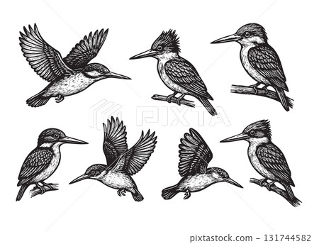 Detailed vector collection of Kingfisher birds in various flying and perching poses, illustrated in a classic black and white engraving style. Birds. 131744582