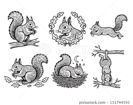 Detailed vector set of squirrels in various poses eating, jumping, sleeping in a nest in a black and white woodcut style. 131744591