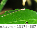 Winter slender-winged damselfly (female) sunbathing 131744667