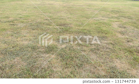 View of a large grassy field with some dry patches under daylight conditions 131744739
