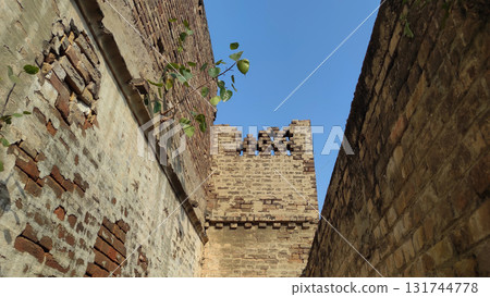 Banyan plant sprouting from ancient red brick wall symbol of heritage 131744778