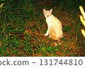 Stray cat Stray cat 131744810