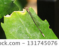 Winter slender-winged damselfly (male) sunbathing 131745076
