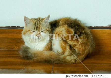 A contented cat relaxing on a wooden floor, looking calm and serene A contented cat relaxing on a wooden floor, looking calm and serene 131745192