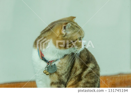 A curious cat with a bell collar is looking around A curious cat with a bell collar is looking around 131745194
